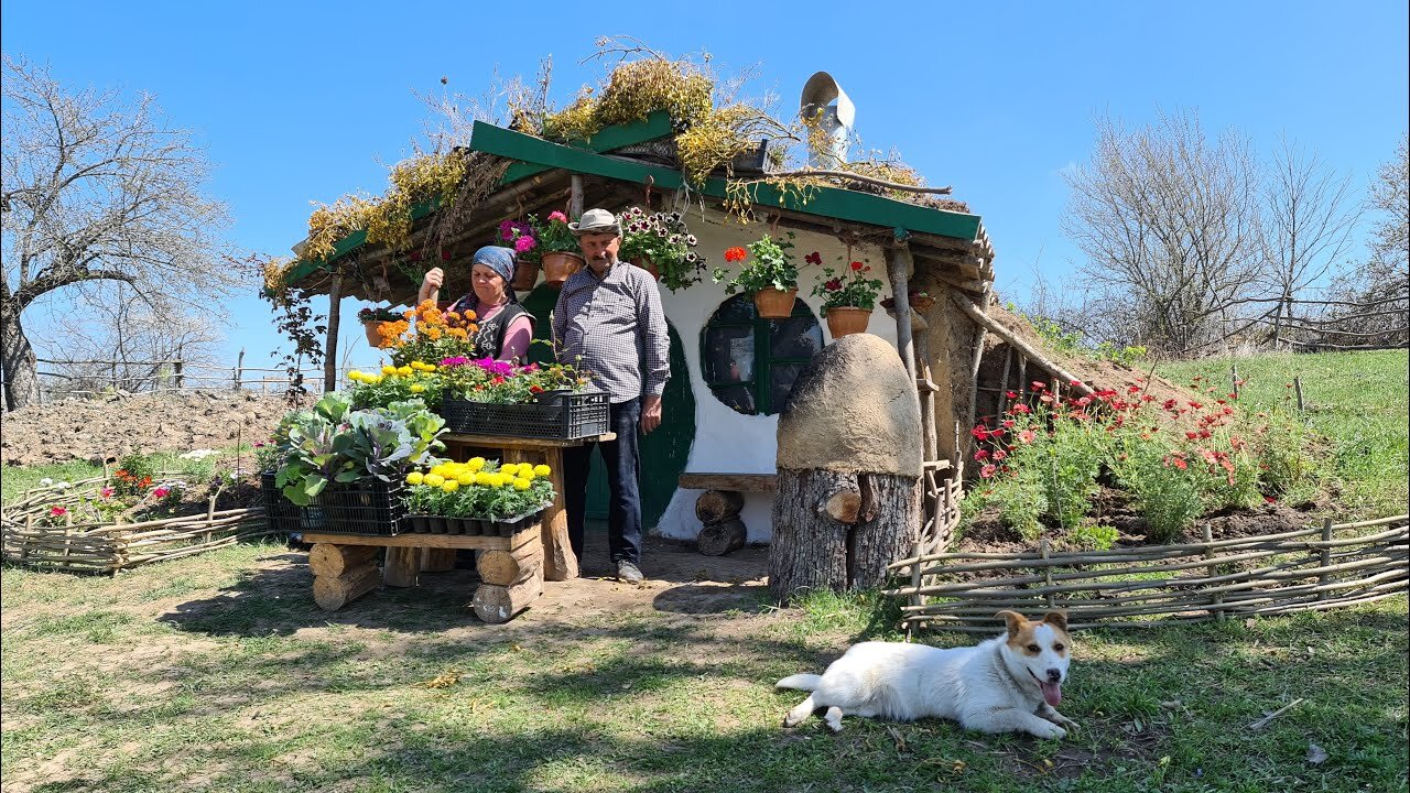 Planting a New Flower Bed for Our Small House, Planting Flowers in Bostanda