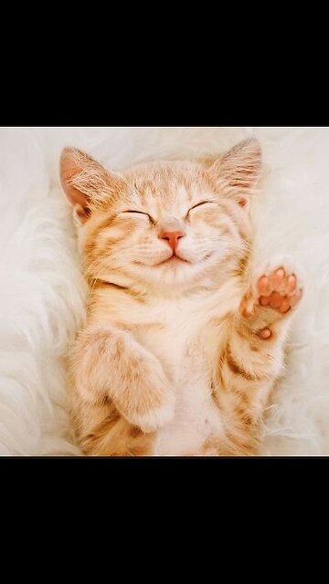 baby cute cat funny video #shorts