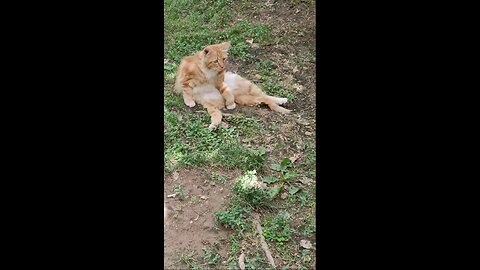 A cute and beautiful cat is resting