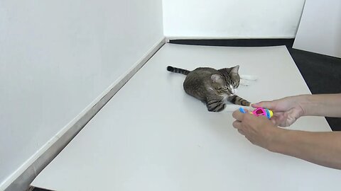 Cat Reaction to a Spinning Top