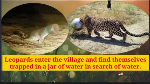 Forest department successful in saving leopard trapped in plastic jar