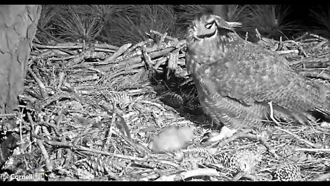 Owlet Gets to Hear Parent's Duet 🦉 2/24/22 05:49