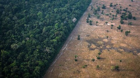 Stop deforestation watch it till the end...