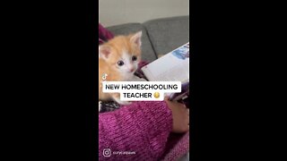 NEW HOMESCHOOLING TEACHER 😳