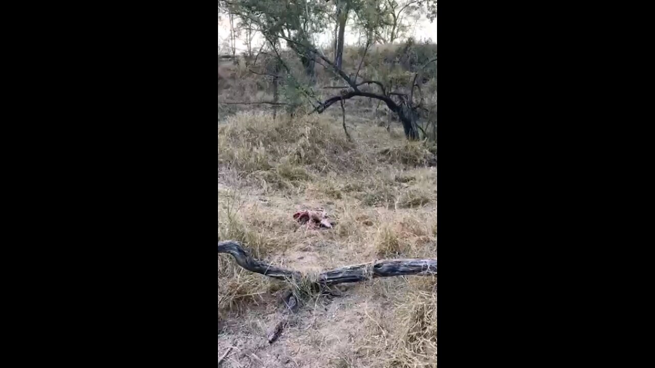 Leopard Steals Back Its Meal From Hyena