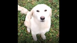 Taking the golden retrievers for a walk