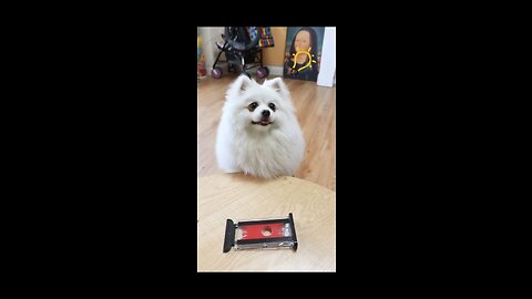 Cute dogi nico_smartnico_funny video for dog lover | viral | trending TrendinginUSA how to make