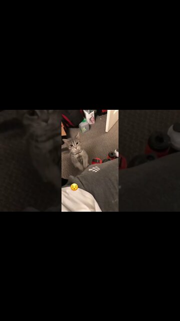 My cat jumping on me