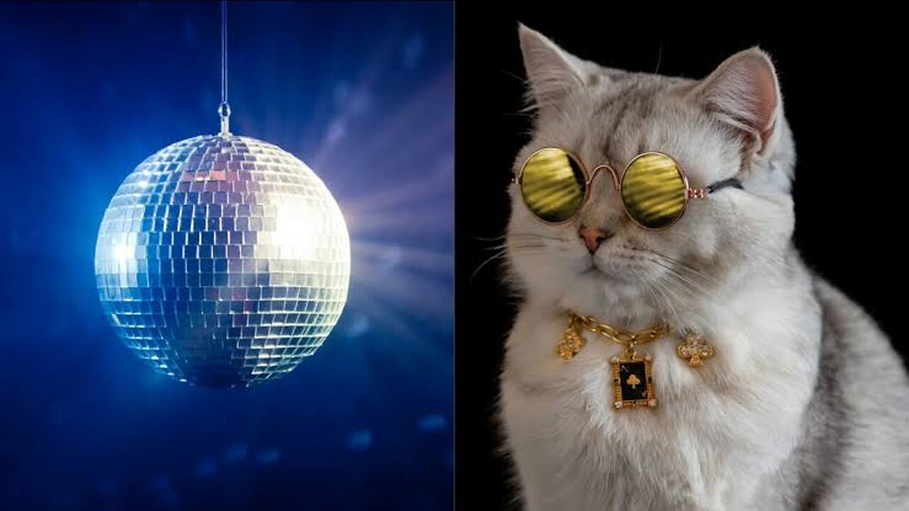 Disco cat.