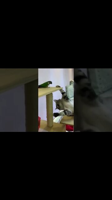 Videos engraçados de cachorro e gato #animais #gatos #cachorros #animaisshow #funny #shorts