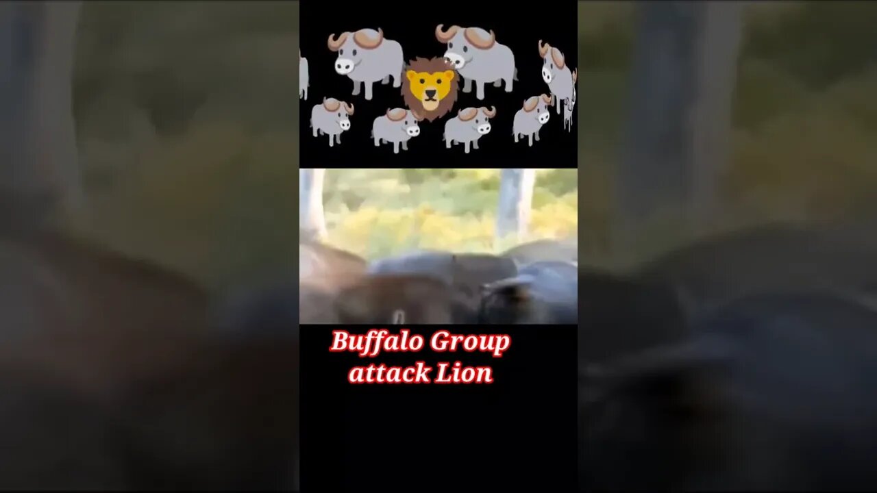 Buffalo Group attack a lion and Lion Dead || 2022 ||