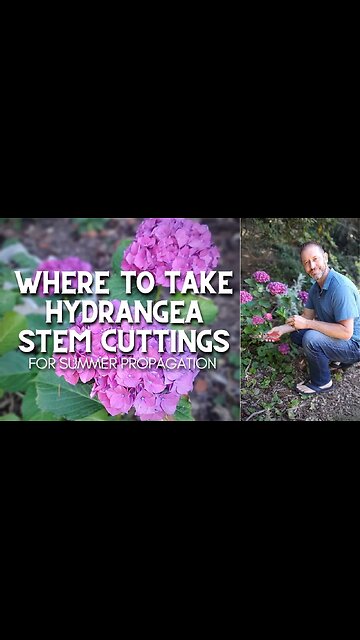 🌿 Where to Take Hydrangea Stem Cuttings #shorts 🌿