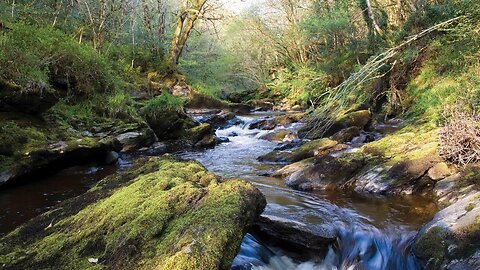 Ness Wood Country Park - Derry / Londonderry