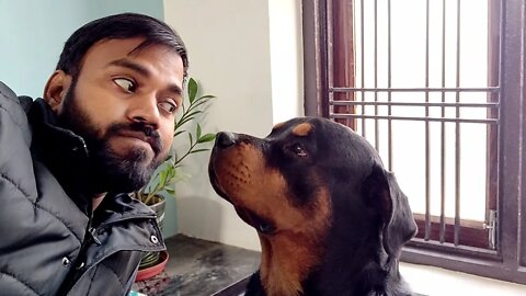 The most beautiful rottweiler is Mr.Nut || Mr.Bolt