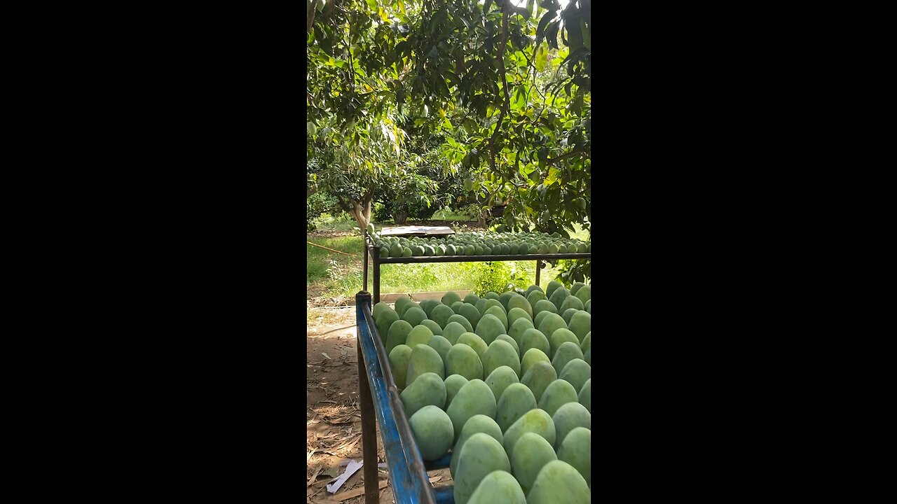 Mangoes Orchards at Charsadda, Khyber Pakhtunkhwa