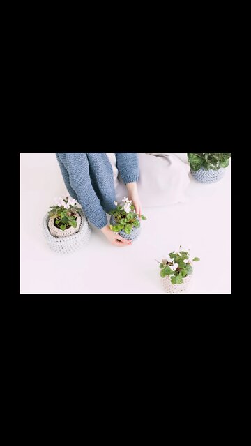 Field of flowers 🏕