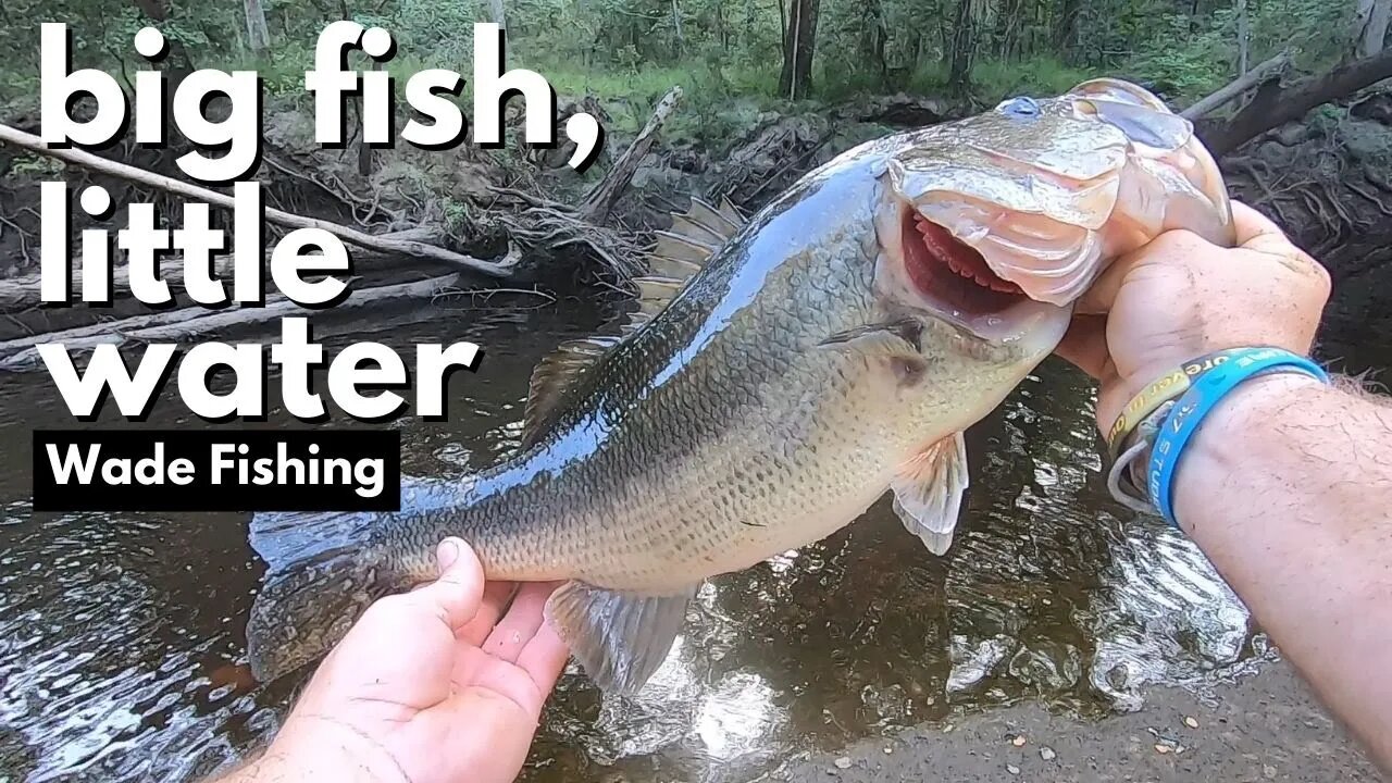 How to catch big bass in small water? {Canoochee River} *Georgia