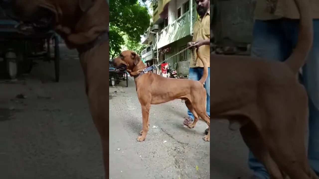 Vadivelu Comedy Shorts