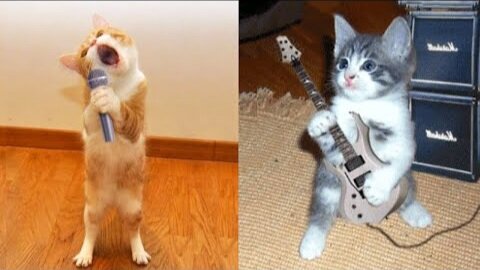 Cute and Funny Video #Cats Funny Moments