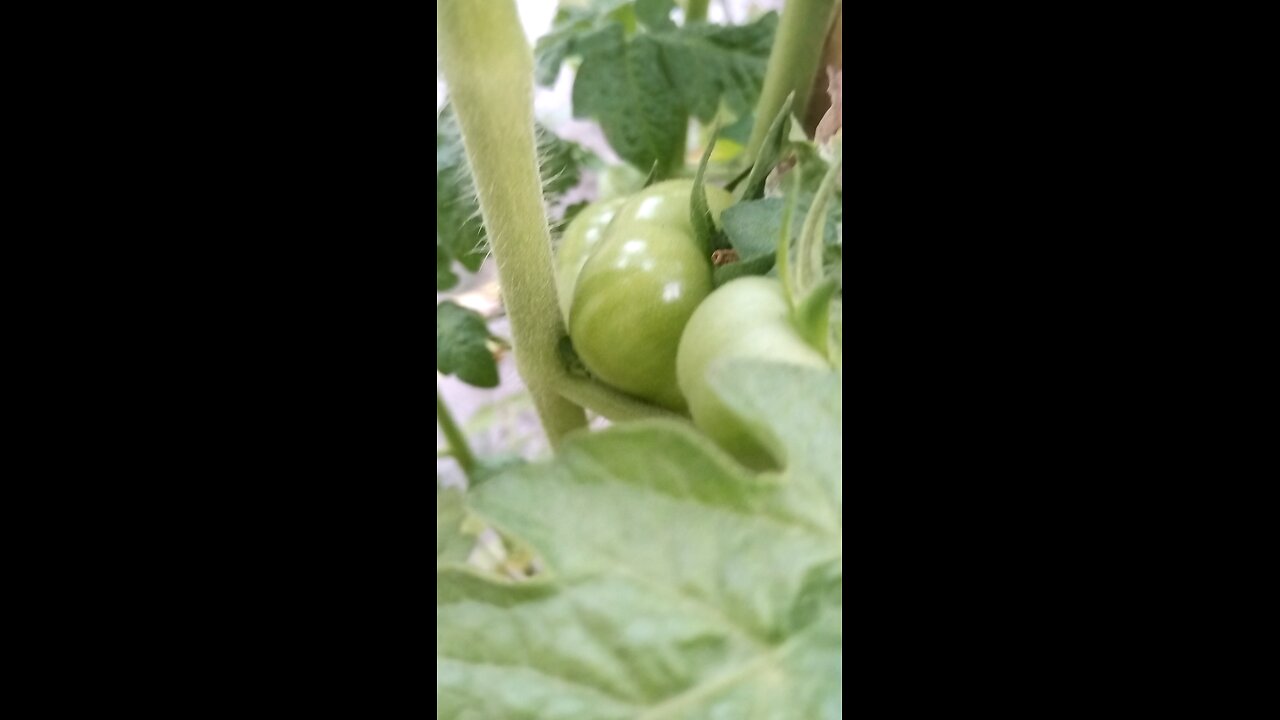 green tomatoes