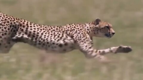 wild animals planet-lion hunting fail-god gave strength to buffalo