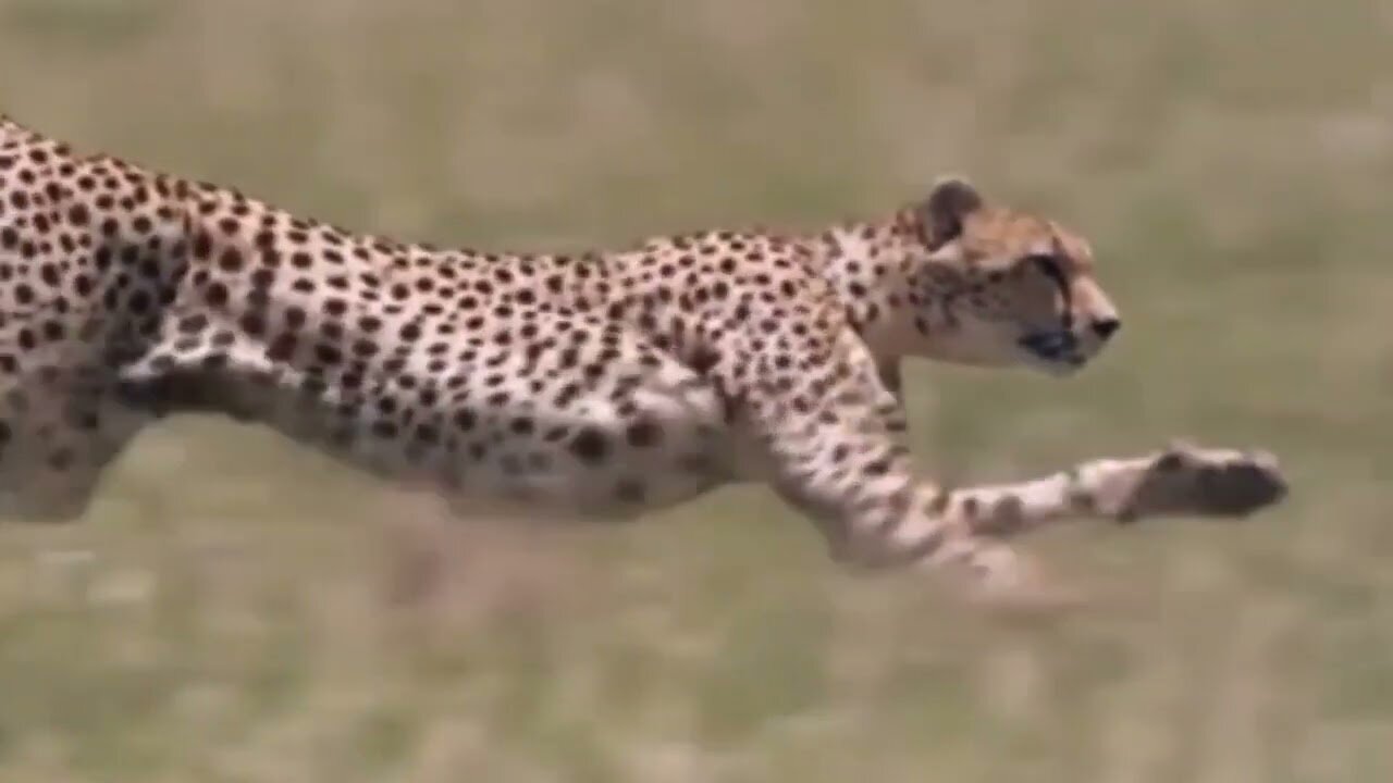 wild animals planet-lion hunting fail-god gave strength to buffalo