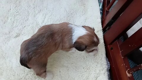 k litter .. 4 wks old today