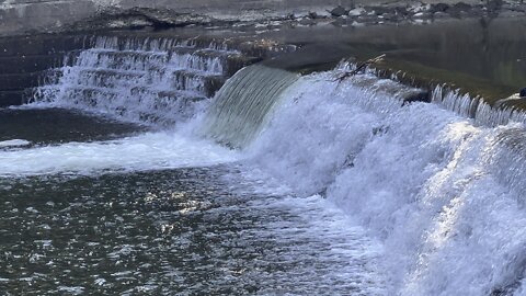 Salmon run Humber River 2022 edition 38