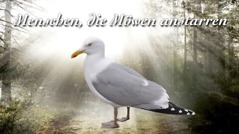 Menschen, die auf Möwen starren