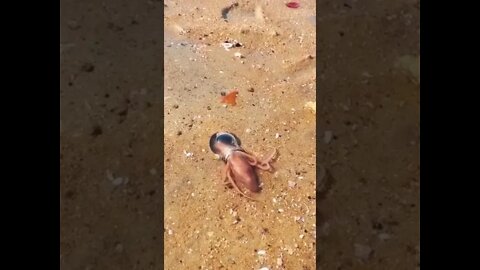Octopus has no bones