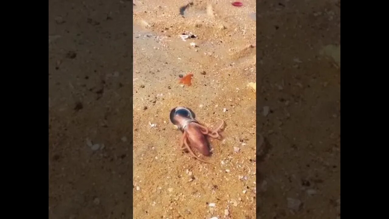 Octopus has no bones