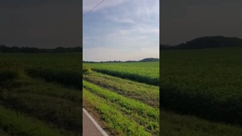beautiful farmland-soybean field.