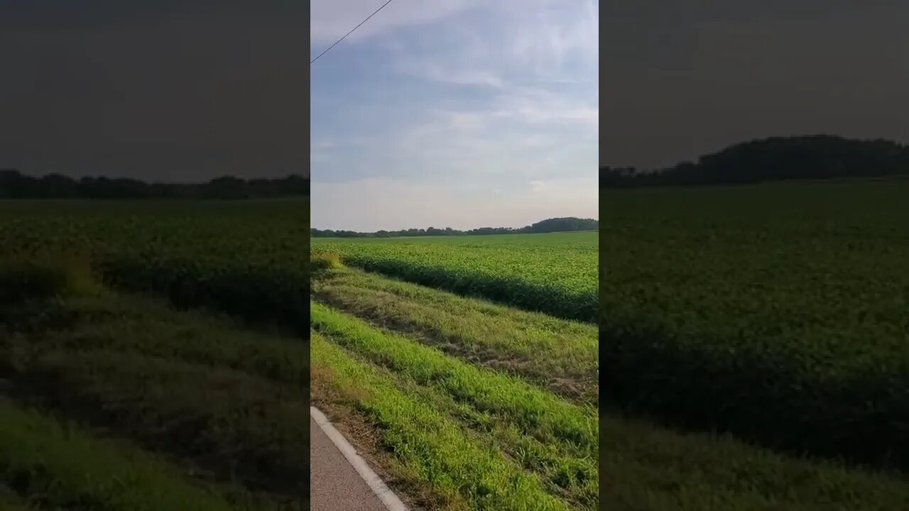 beautiful farmland-soybean field.