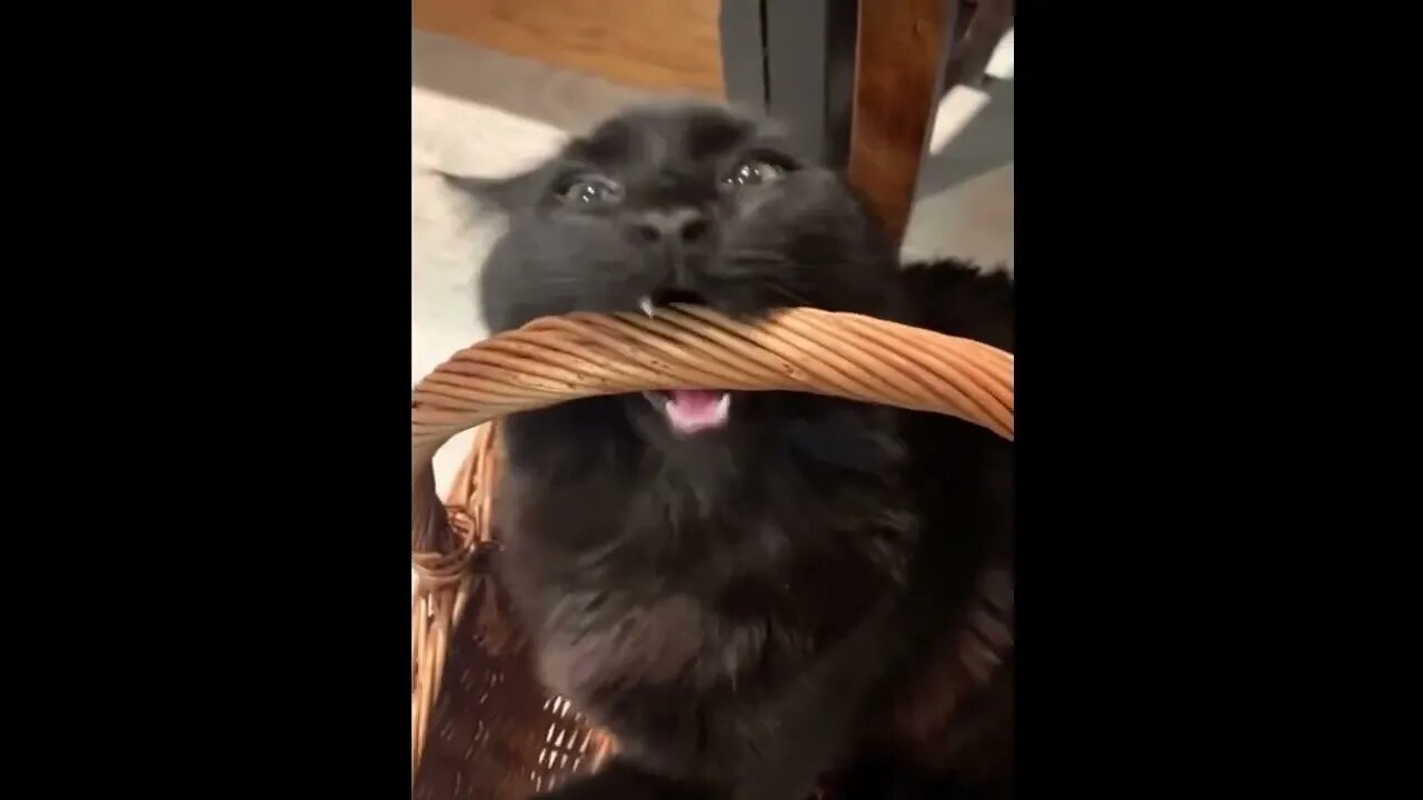 Cat likes to bite