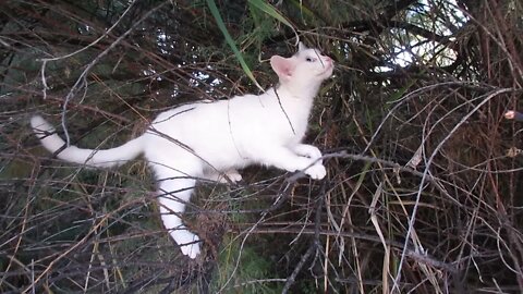 Our Cats #25: Pusspuss the Cat Gets Entangled in Tamarisk Tree