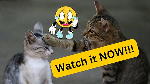 Funniest Cats And Dogs Video 😺😍