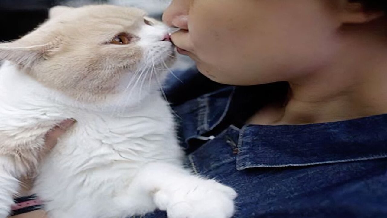 How close is your cat to you based on its behavior?