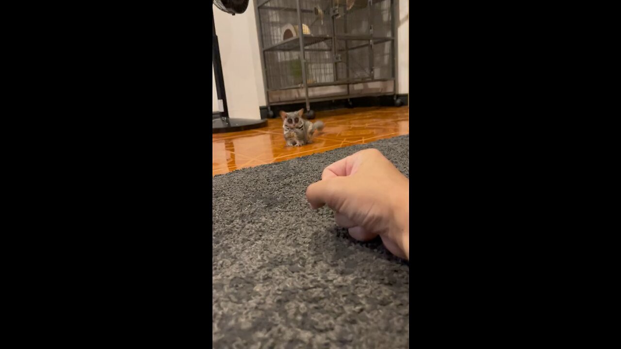 Little Funny Animals