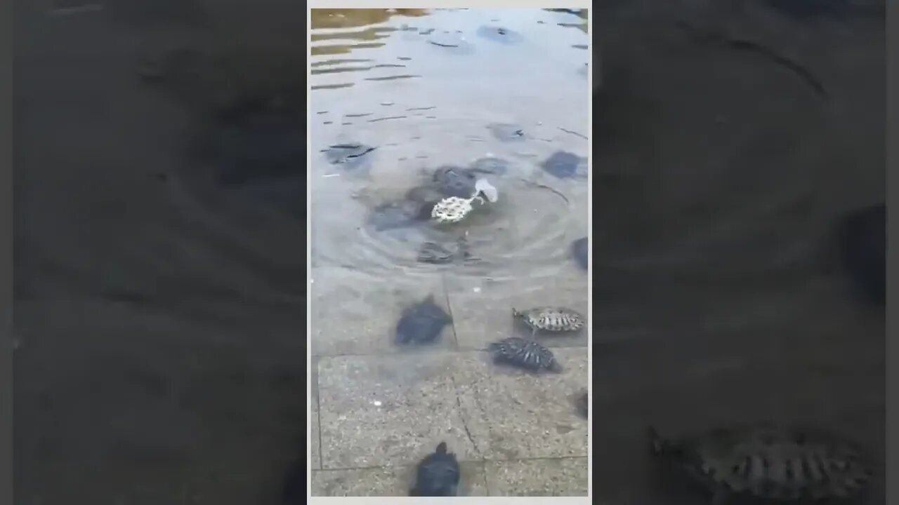 We got your back bro...🐢🌊💪❤️