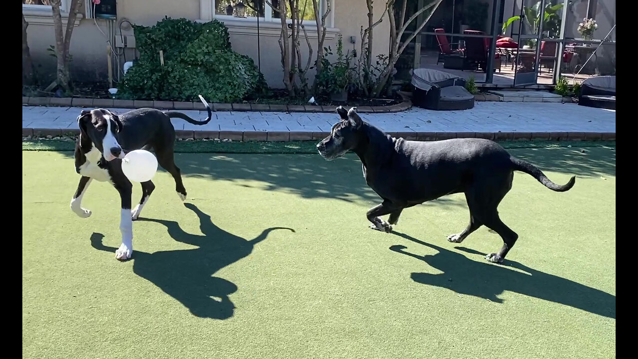 Great Danes Have Fun Pouncing & Bouncing On A Balloon