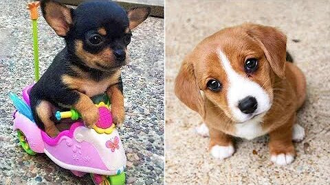 Baby Dogs 🔴 Cute and Funny Dog Videos Compilation #16 | 30 Minutes of Funny Puppy Videos 2021