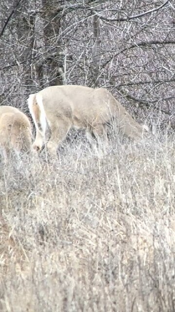 The Swarovski STC is Awesome!