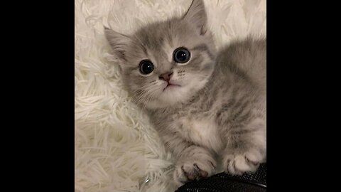 Cute Baby Cat || beautiful cat. Baby cat