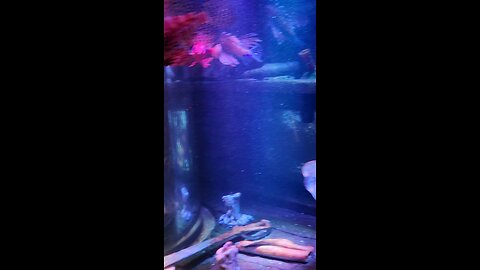 Lionfish in a San Antonio aquarium