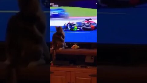 Cat vs Rider! Timing is everything!🐈🐾📺🏍️😂 #shorts