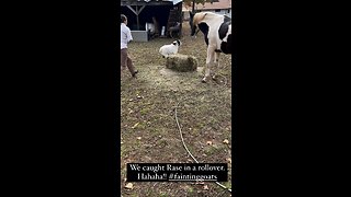 Fainting Goats