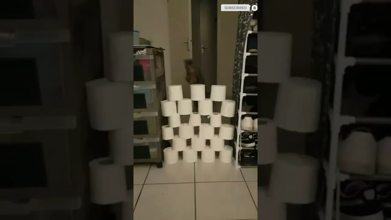 funny cat videos | cute cat videos| cute animals funny cats #shorts #shortsfunny #cutecat #funnycat
