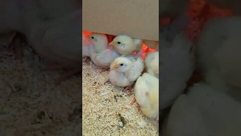 #babychicks #cornishcross #meatchickens #meatbirds #homesteading #homesteadlife #farm #farmlife