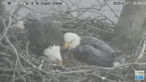 Hays Eagles Dad sees Egg#2 21720 658am