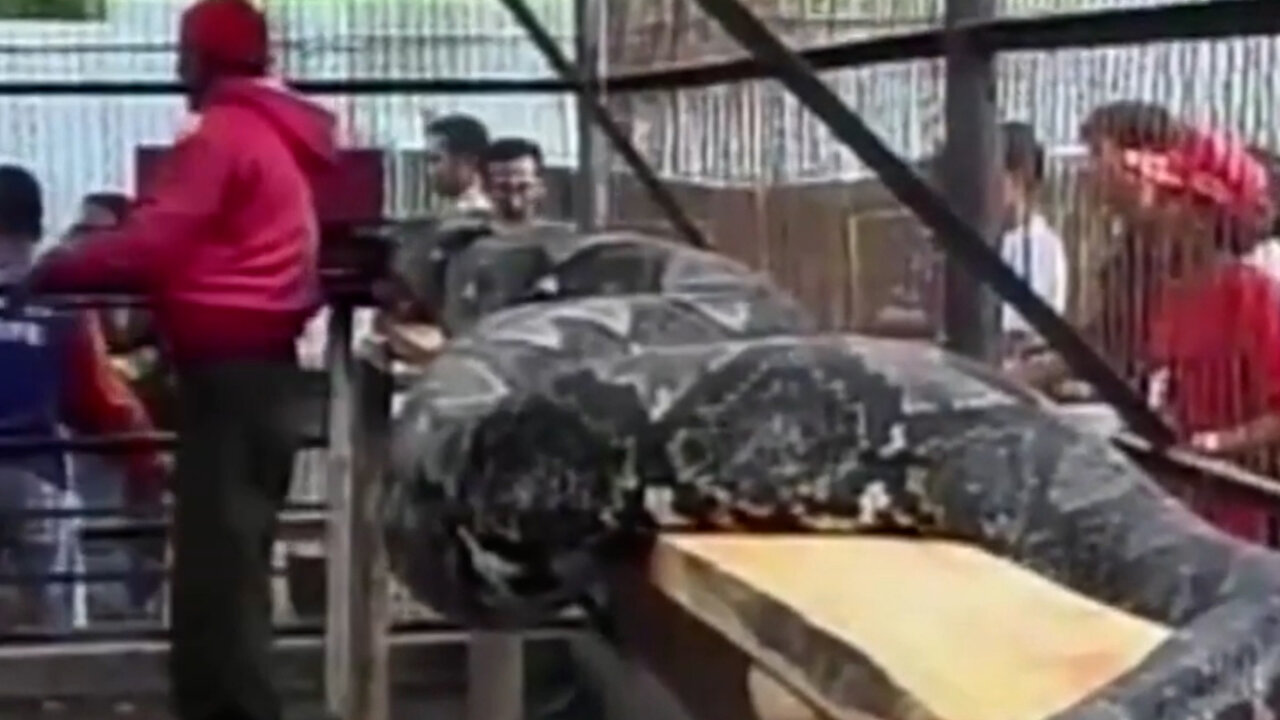 Largest Snake in the World Caught - Is this really the World Record for largest Snake ever?